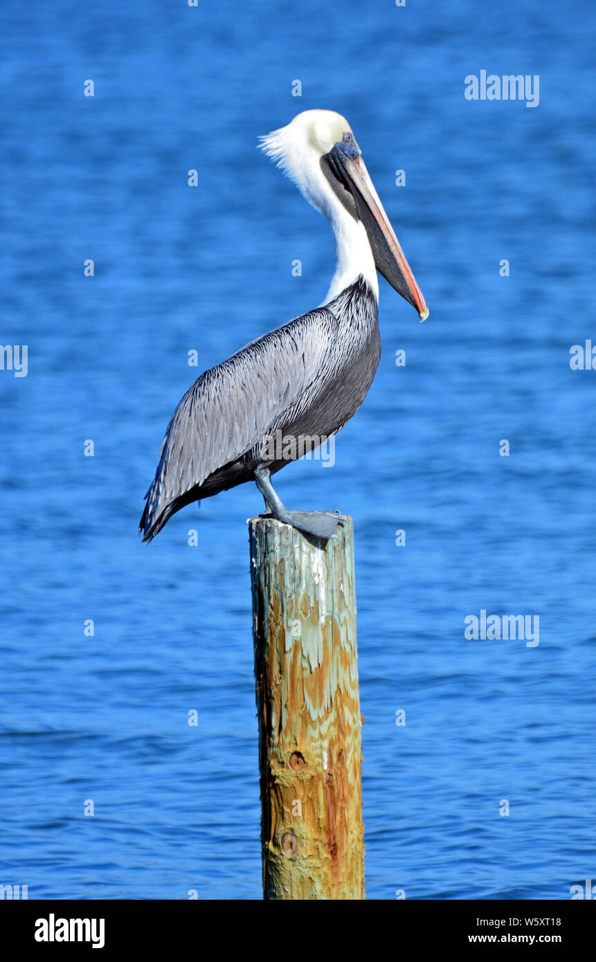 North American adult brown pelican, in piedi su un post, bianco e giallo pallido, testa maschera rossa intorno a occhio e bolletta Orange con gancio contro i mari blu. Foto Stock