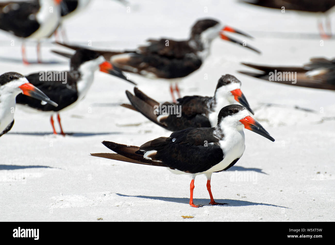 Palette di colore nero con petto bianco, arancione e nero a strisce o le fatture di un becco e zampe rosse permanente sulla sabbia luminosa sulla spiaggia. Foto Stock