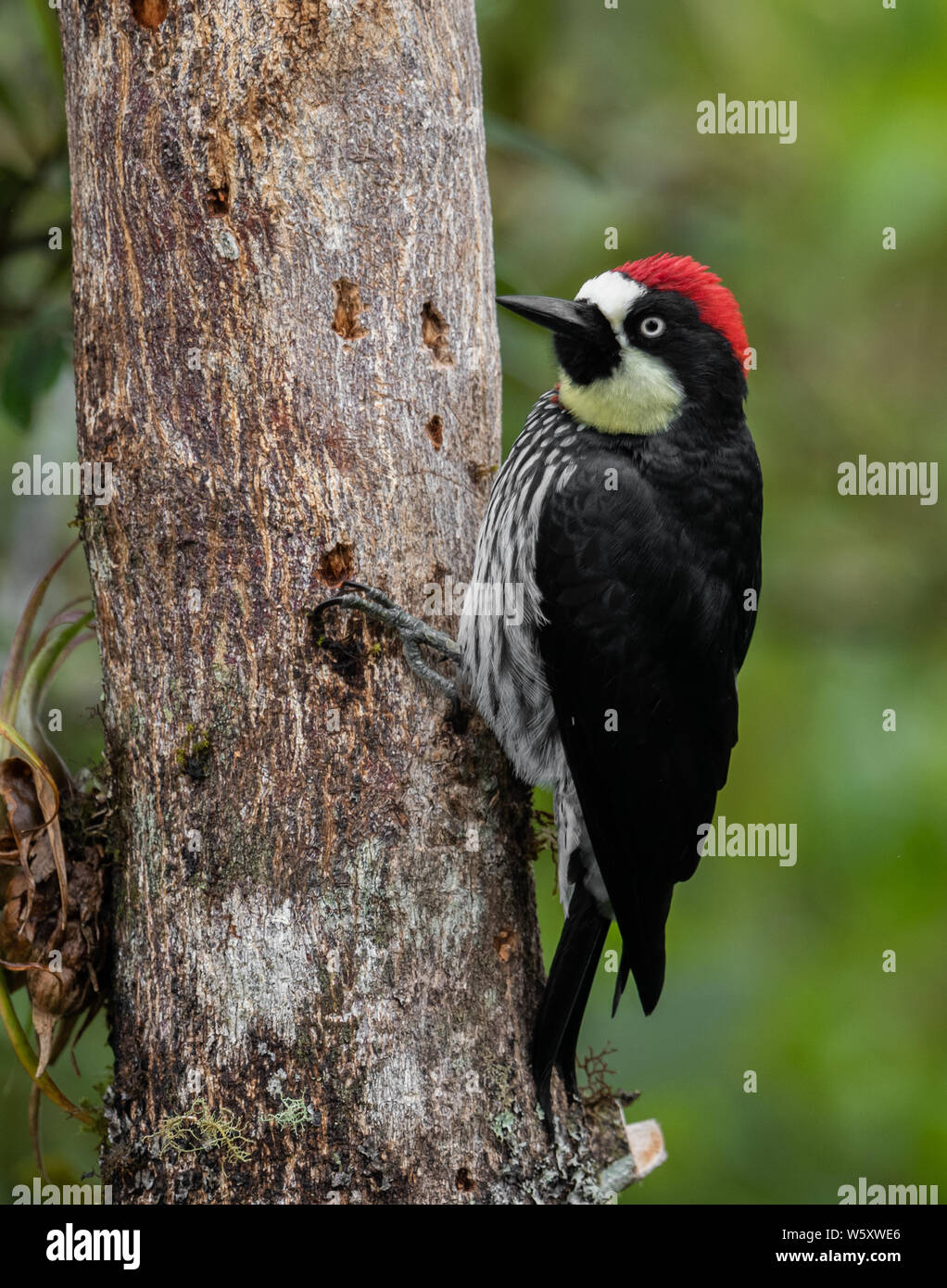 Acorn picchio in Costa Rica Foto Stock