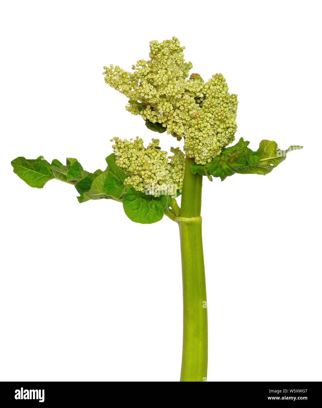 Rabarbaro (Rheum rhabarbarum) fiore isolato su sfondo bianco Foto Stock