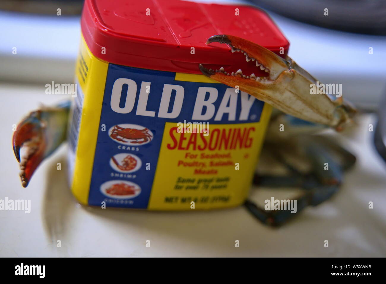 Un granchio live cercando di fare leva per aprire una possibile della baia di vecchi piatti a base di frutti di mare e carne di stagionatura. Foto Stock