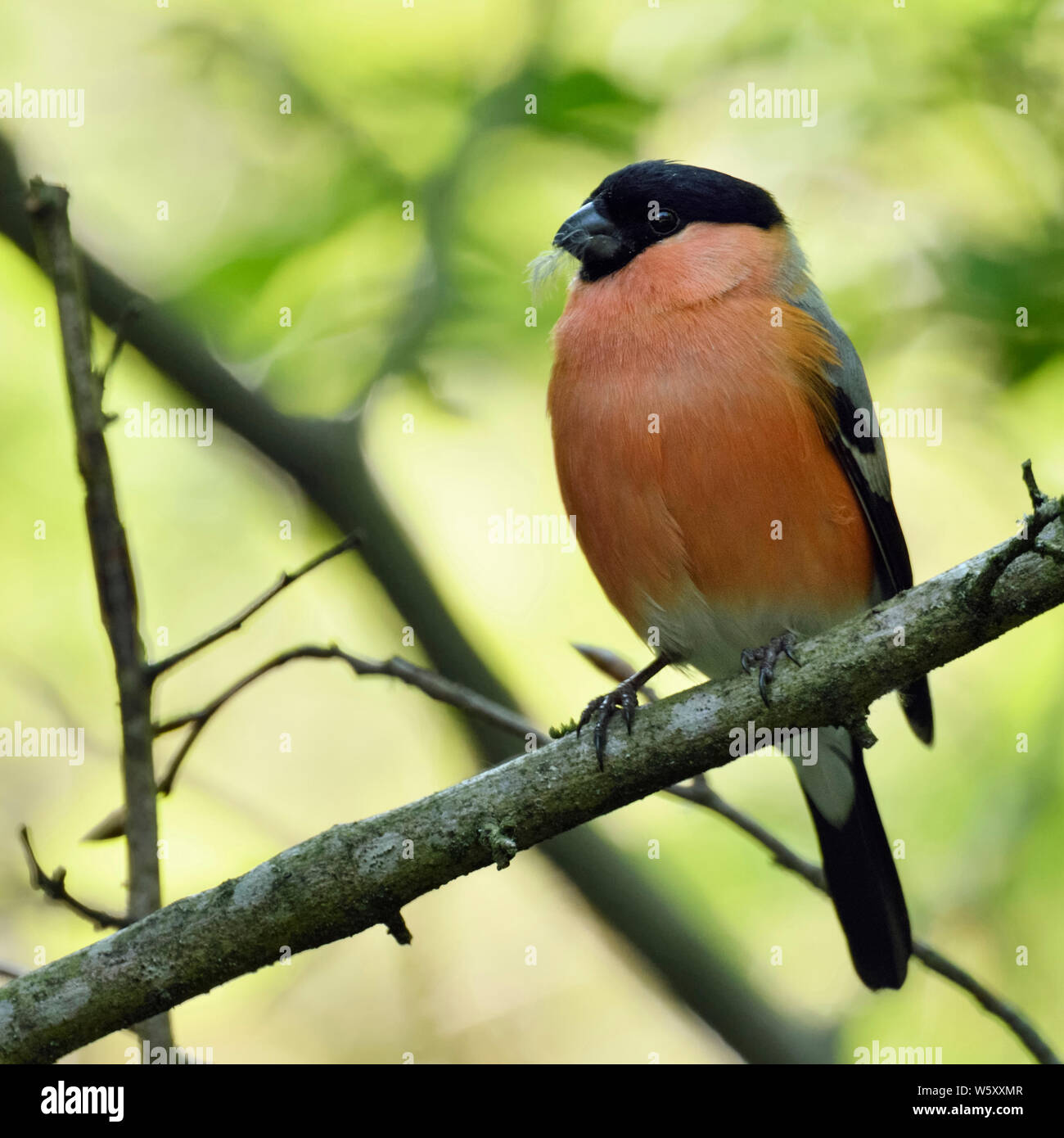 Ciuffolotto ( Pyrrhula pyrrhula ), maschio in abito di allevamento, appollaiato su un ramo in alcuni cespugli, ambiente naturale, fauna selvatica, l'Europa. Foto Stock