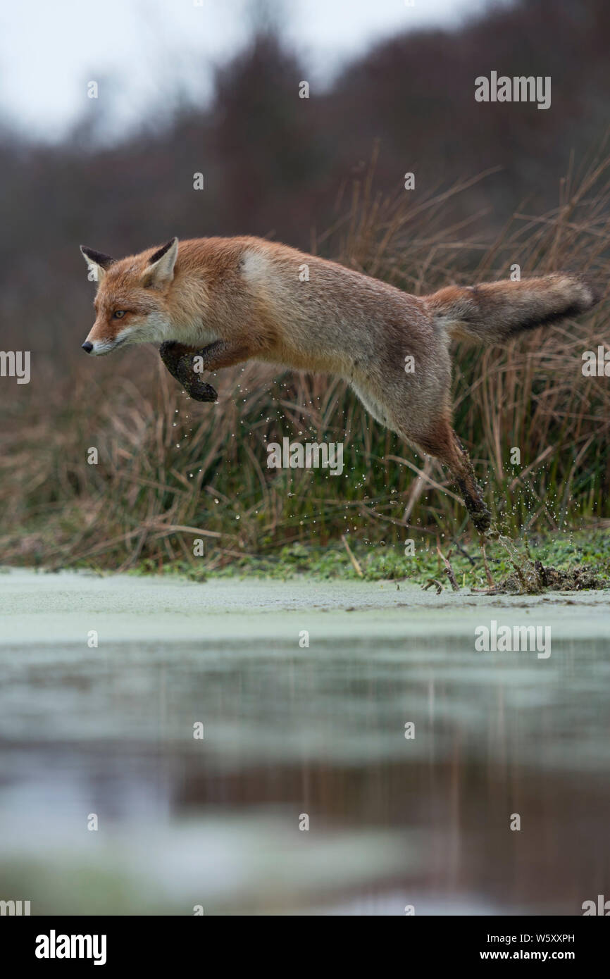 Red Fox / Rotfuchs ( Vulpes vulpes ), adulti in winterfur, saltando su un piccolo fiume in una palude, lontano e salto in alto, in movimento, la fauna selvatica, l'Europa. Foto Stock