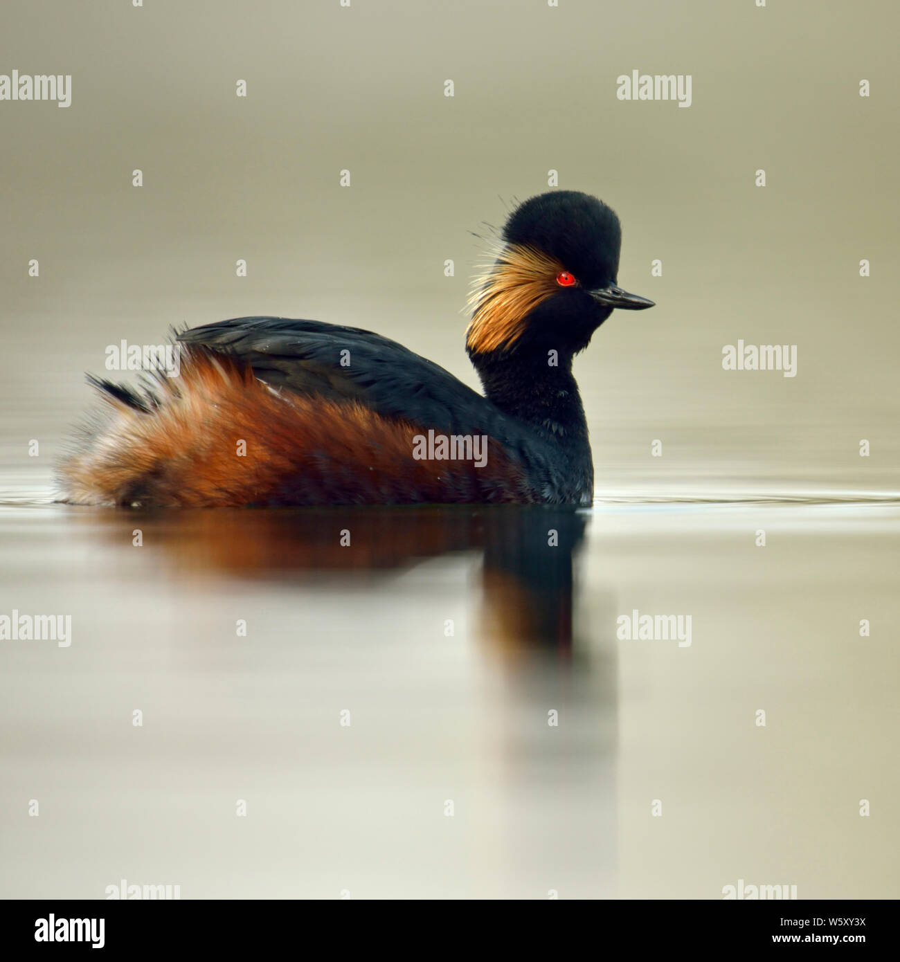 Collo Nero svasso / Eared Grebe ( Podiceps nigricollis ), adulto, allevamento, abito rosso brillante occhi, nuoto in acque calme, close-up, la fauna selvatica, l'Europa. Foto Stock