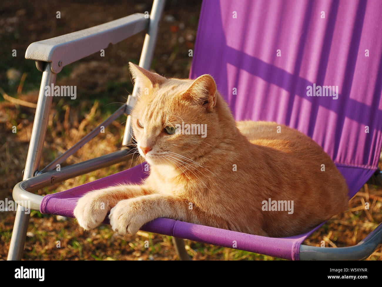 Un gatto tom con zenzero di due anni seduto su una sedia da giardino in tessuto viola nel tardo pomeriggio, nel nord-est dell'Italia Foto Stock