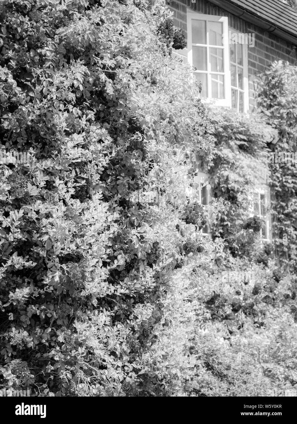 Cottage con rose, Chiltern Hills AONB, Aldworth Village, Berkshire, Inghilterra, Regno Unito, GB. Foto Stock