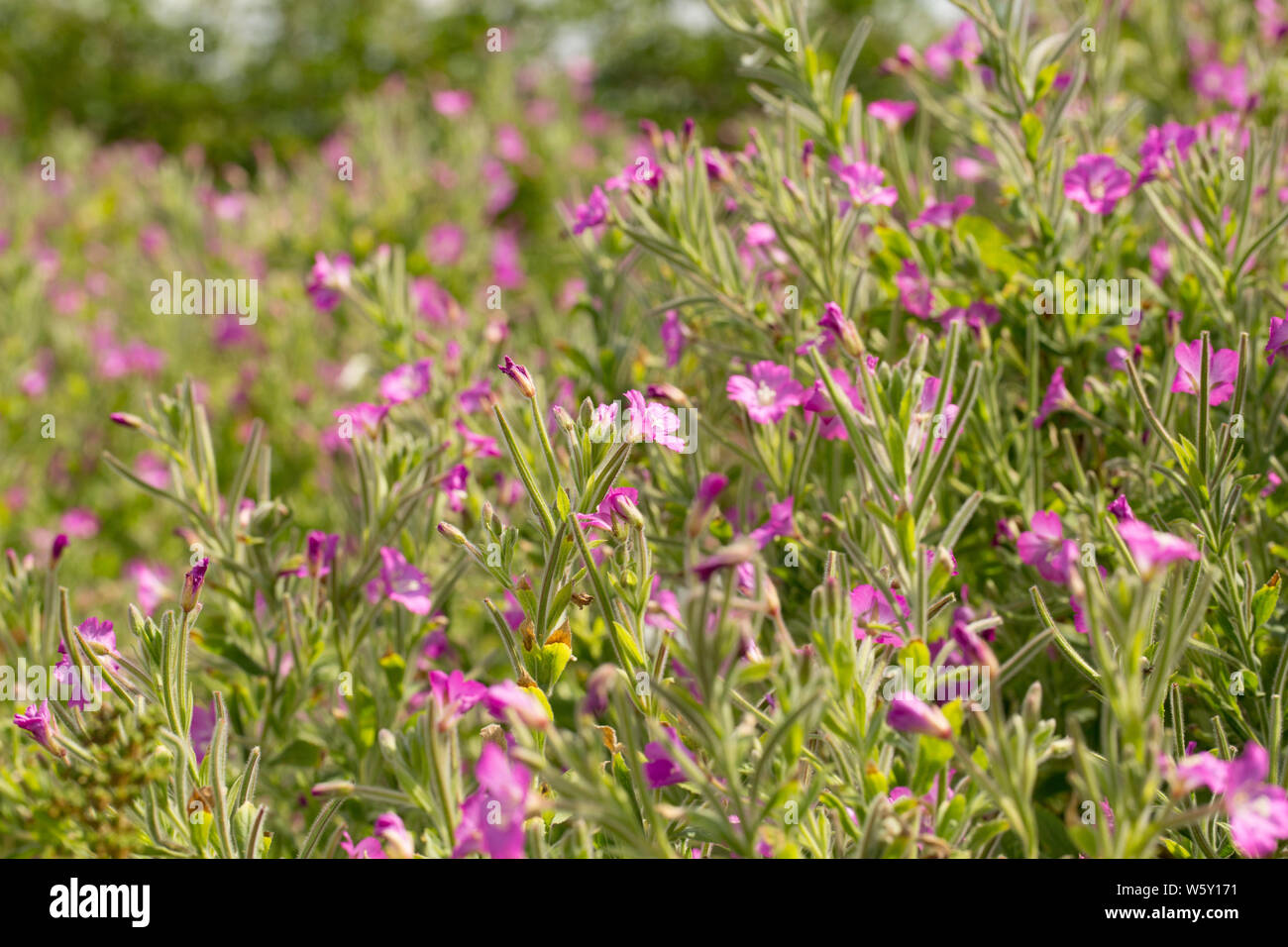 Grande Willowherb, Epilobium hirsutum, crescendo a lato di un vicolo del paese verso la fine di luglio. Nord Inghilterra Dorset Regno Unito GB Foto Stock