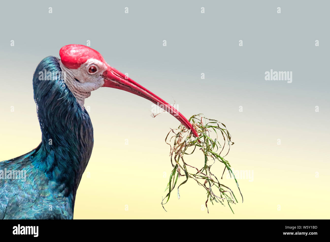 Southern calvo Ibis, Geronticus calvus, ritratto di profilo con erba cibo nel suo becco Foto Stock