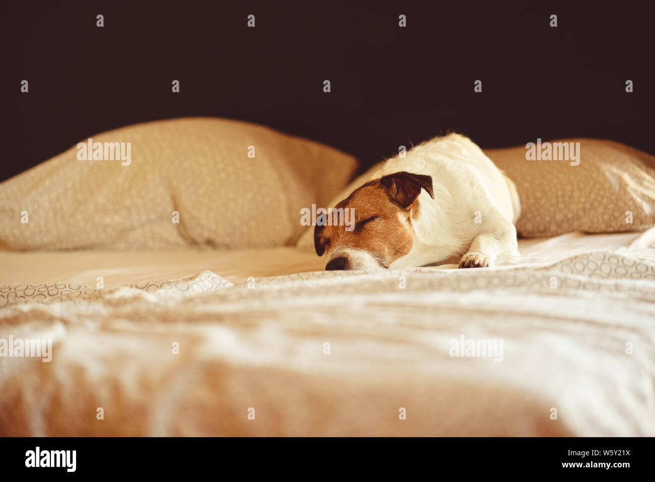 Cute cane dorme e riposo in letto umano alla mattina di sole Foto Stock