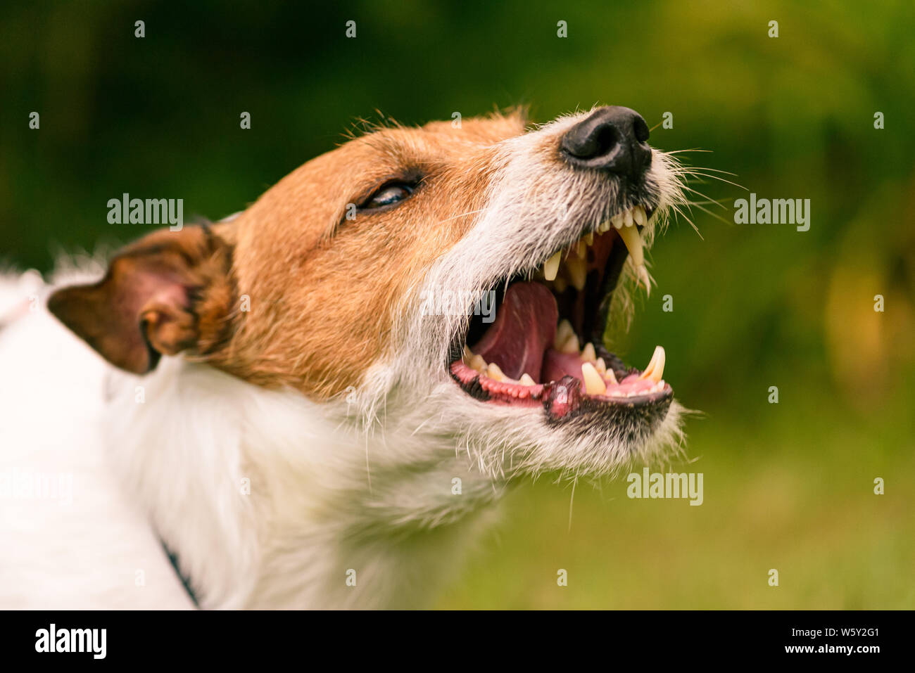 Testa di scary arrabbiato cane che abbaia e ululano a guardia del suo territorio Foto Stock