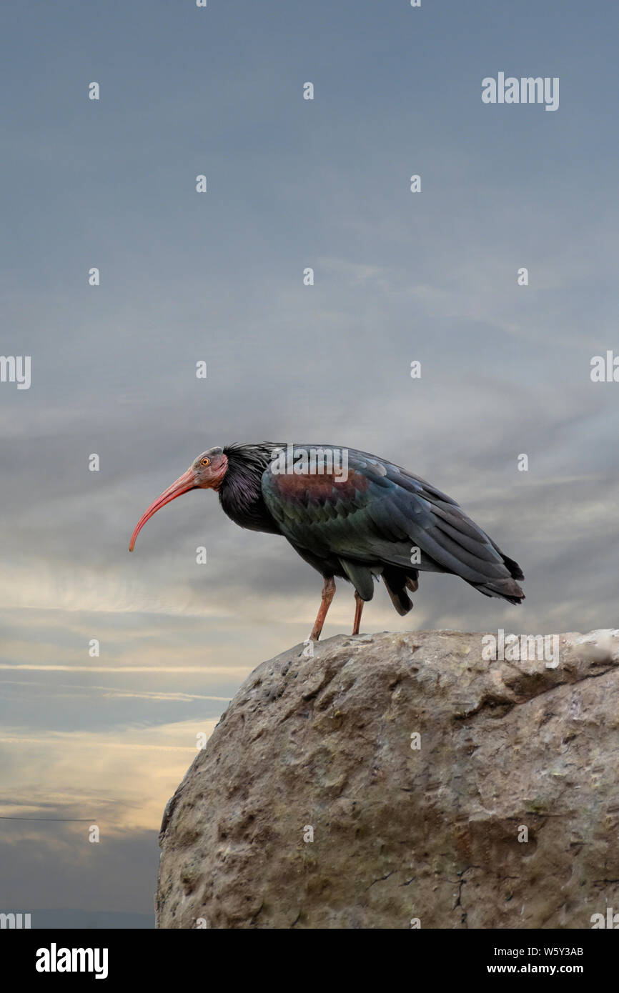 La northern calvo Ibis eremita, ibis, o waldrapp (Geronticus eremita) è un uccello migratore trovati in sterili e semi-deserto o habitat rocciosi, spesso vicino Foto Stock