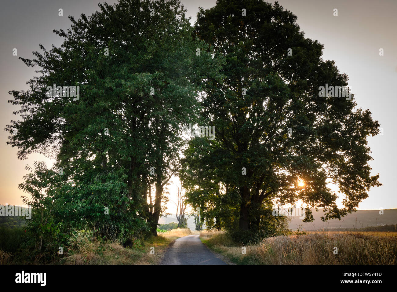 Due belle grandi alberi in un paesaggio agricolo paesaggio durante il tramonto a fianco di una stretta strada Foto Stock