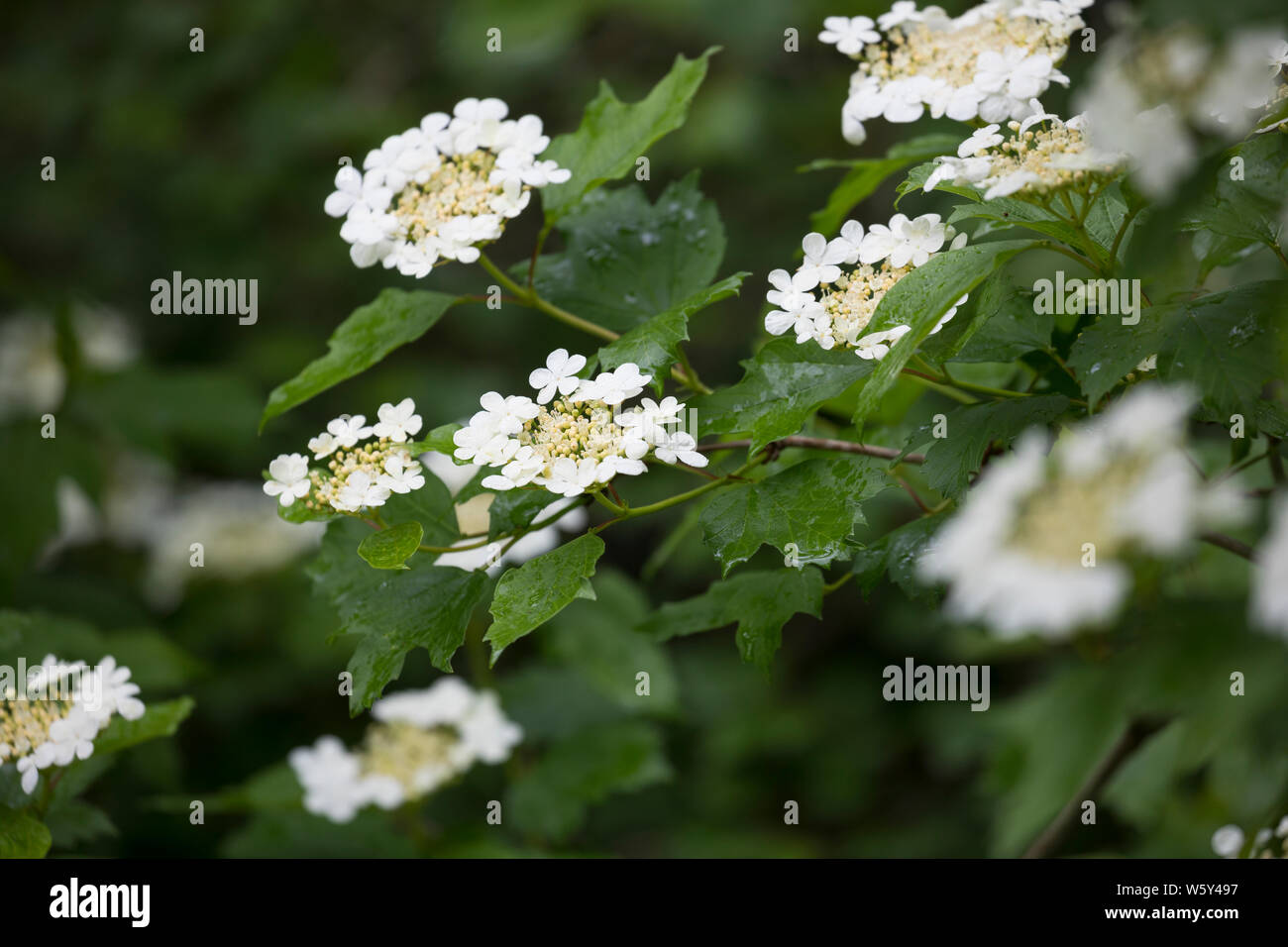 Gemeiner Schneeball, Gewöhnlicher Schneeball, Schneeball, Blüte, blühend, Viburnum opulus, viburno-rose, Cranberrybush europea, Cranberrybush, Guelde Foto Stock
