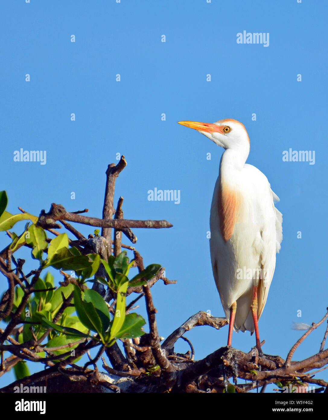 Close-up di airone guardabuoi (Bubulcus ibis) di mangrovie durante la stagione di accoppiamento, con pennacchi buff sul petto e della testa lungo becco giallo, giallo luminoso occhio, p Foto Stock