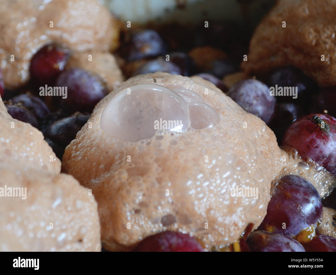 Prugne naturale delle bolle di fermentazione per produrre slivovitz, Foto Stock