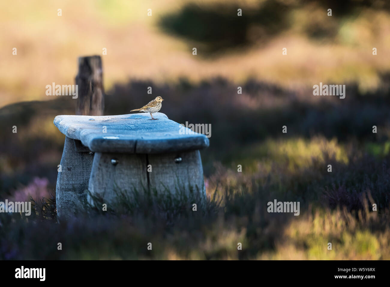 Meadow pipit appollaiato su rustiche panca di legno in un'area di Heath Foto Stock