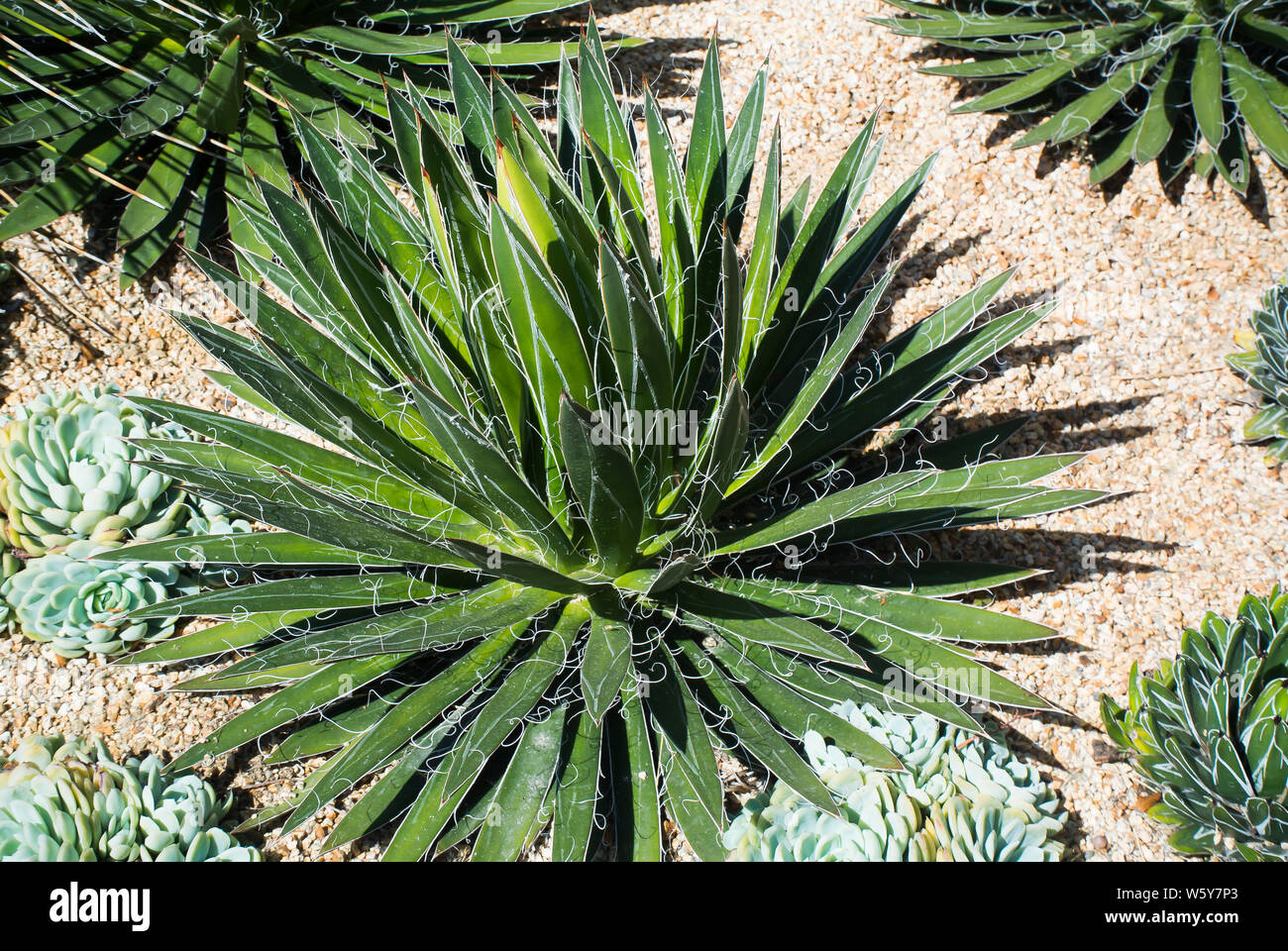 Giardino secco dotato di Agave Foto Stock