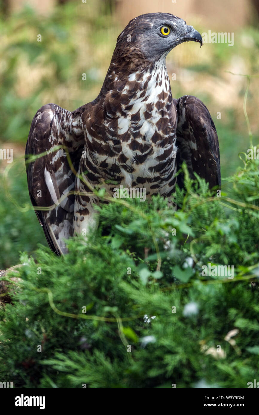 Pernis apivorus, Europeo falco pecchiaiolo Foto Stock