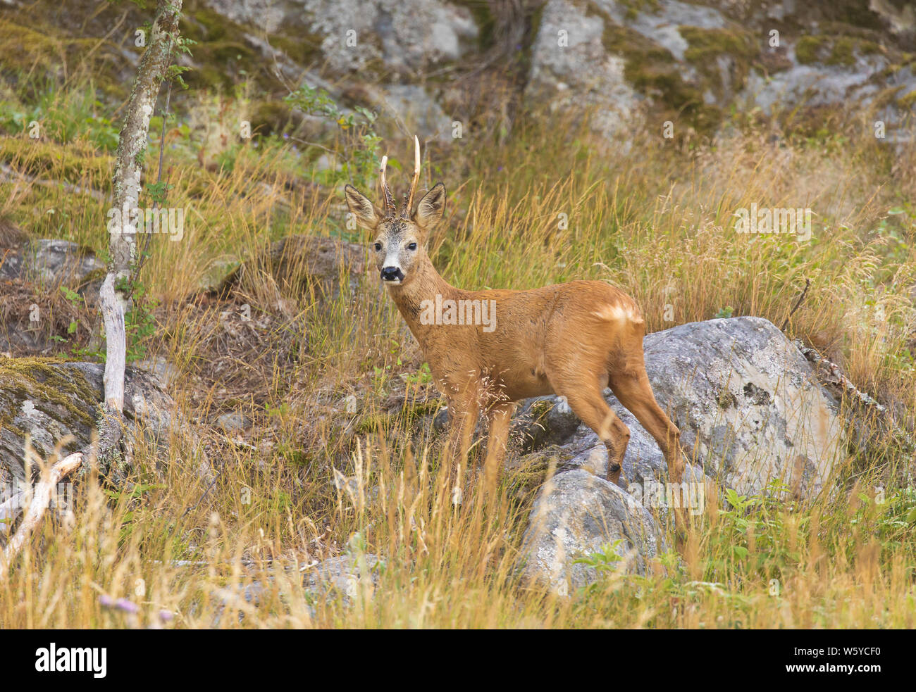 Il capriolo Capreolus capreolus, Cervo con corna in piedi nel selvaggio, in guardia come sempre quando si tratta di fauna selvatica. Foto Stock