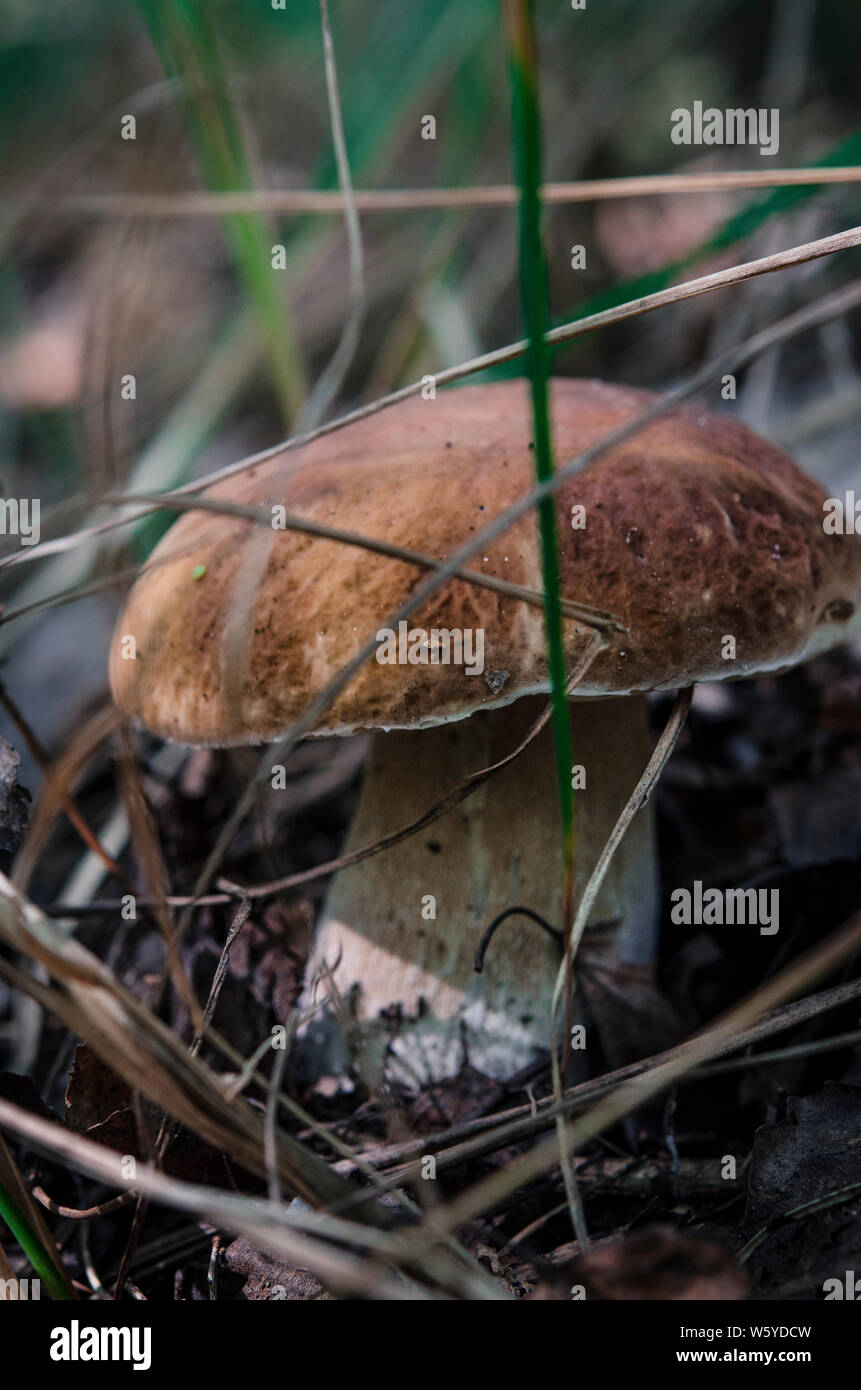 Boletus edulis cresce in posto strano - sotto la radice dell'albero - funghi commestibili. Il fungo nell'ambiente naturale. Inglese: penny bun, funghi porcini Foto Stock