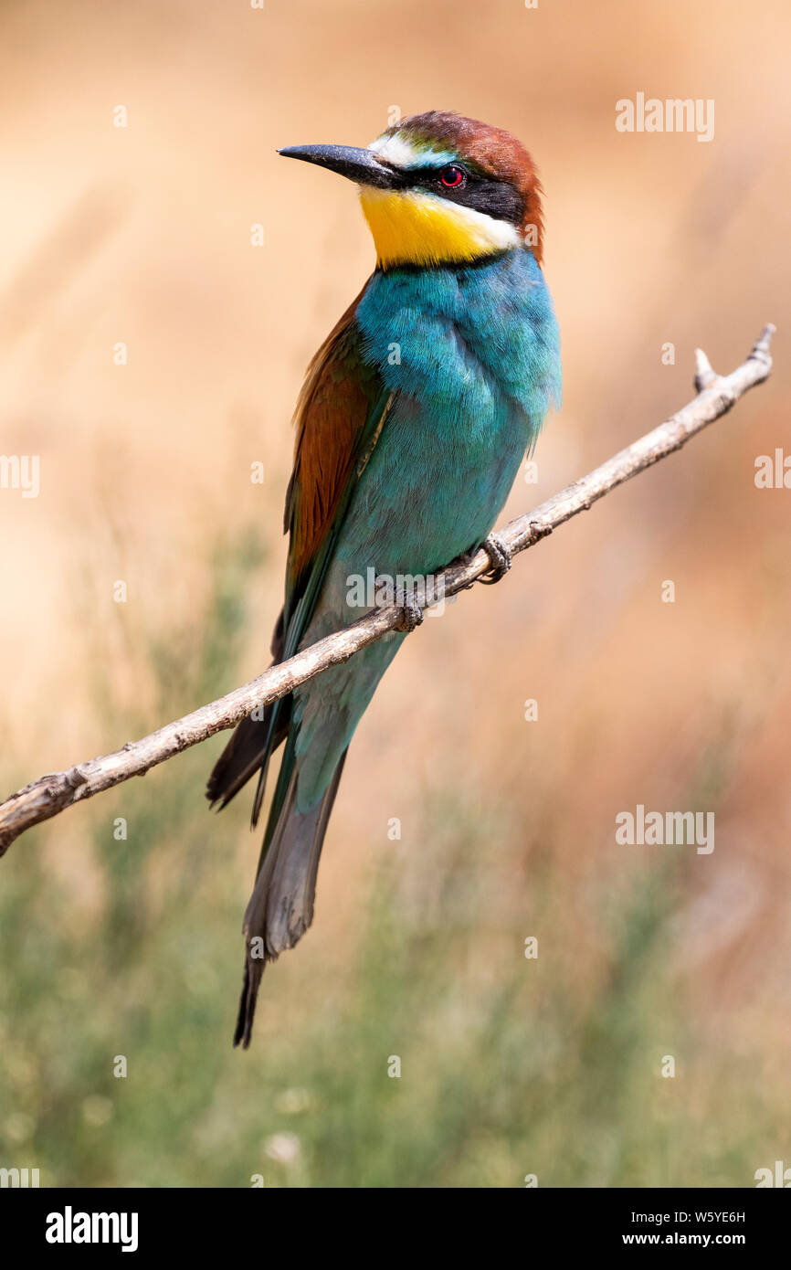 Unione gruccione, (Merops apiaster), bellissimo uccello variopinto seduto su un ramo. Spagna Foto Stock