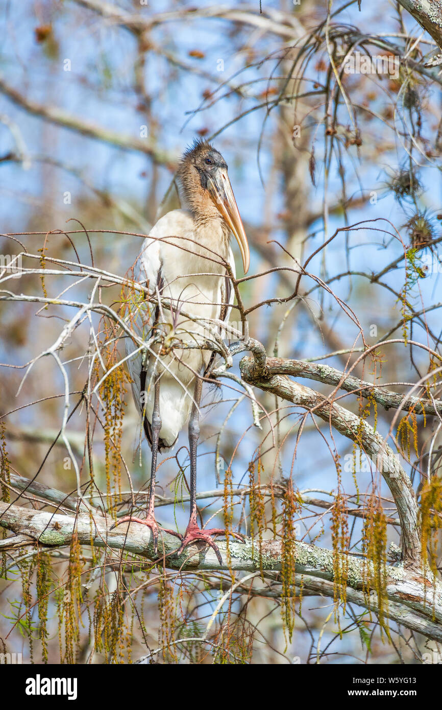 Cicogna in legno (Mycteria americana) appollaiato su un albero in Big Cypress National Preserve. Florida. Stati Uniti d'America Foto Stock