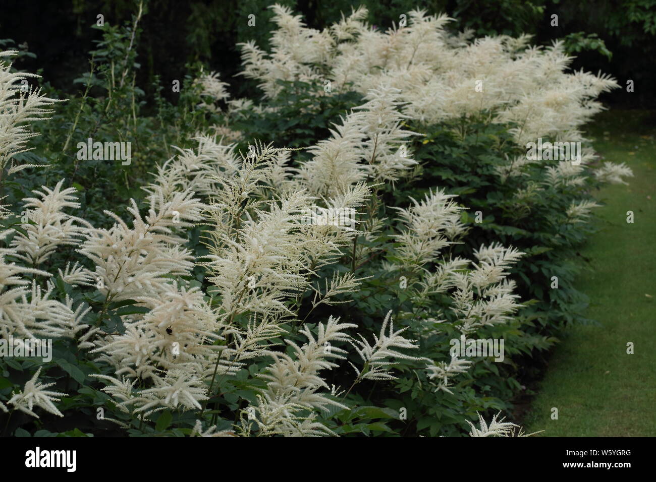 Pennacchi di fiori piumati immagini e fotografie stock ad alta risoluzione  - Alamy
