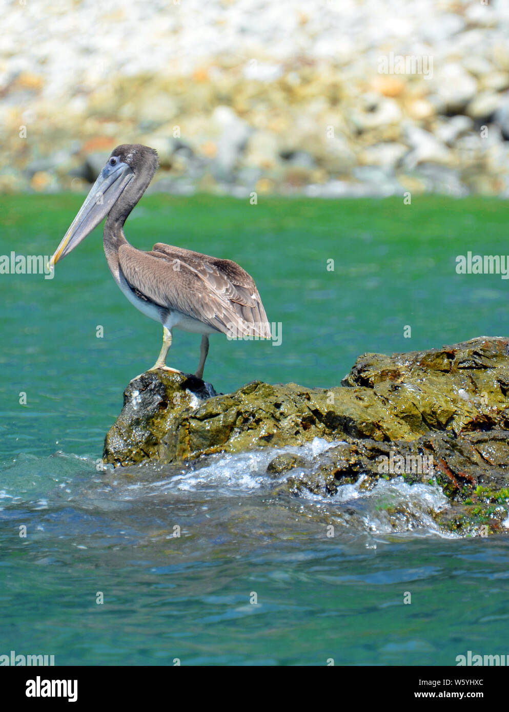 American brown pelican con ala dettagliata piume, colore grigio-blu eye mask, grande punta arancione bill con agganciato il becco in piedi sulle rocce da surf. Foto Stock