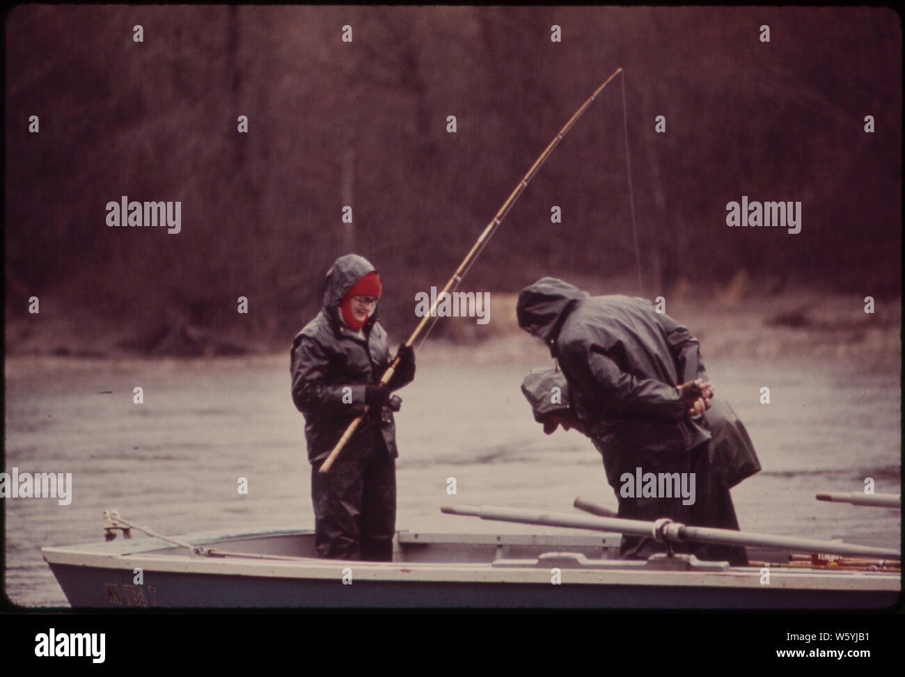 Inverno STEELHEAD pesca alla trota sul fiume SKAGIT. Ogni anno, circa 250.000 Pesci sportivi per le trote. STEELHEAD MEDIA 6-8 libbre, può raggiungere un peso di oltre trenta libbre. Essi sono anadrome, in cerca di acqua salata, tornando quindi al loro fiume nativo di spawn Foto Stock