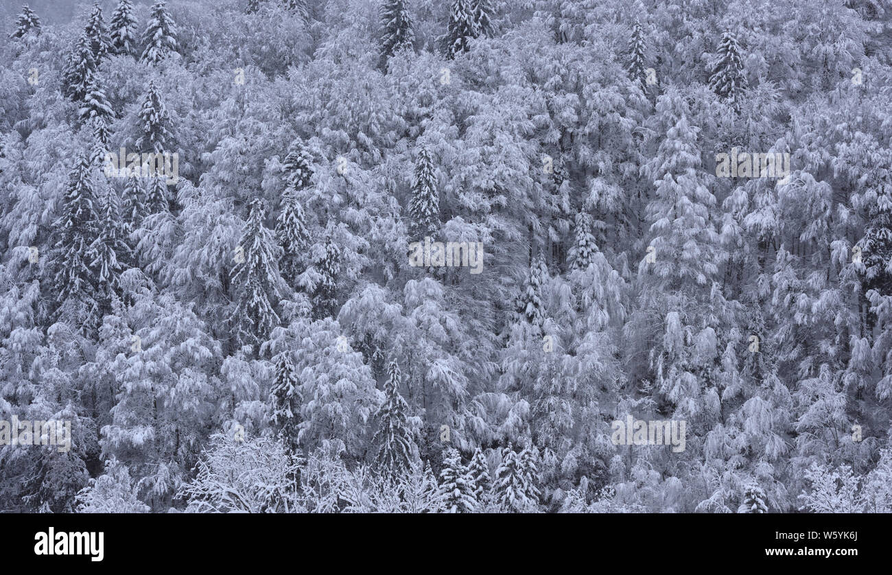 Alberi coperti da una caduta pesante di neve. Samoens, alta Savoia, Francia. Foto Stock