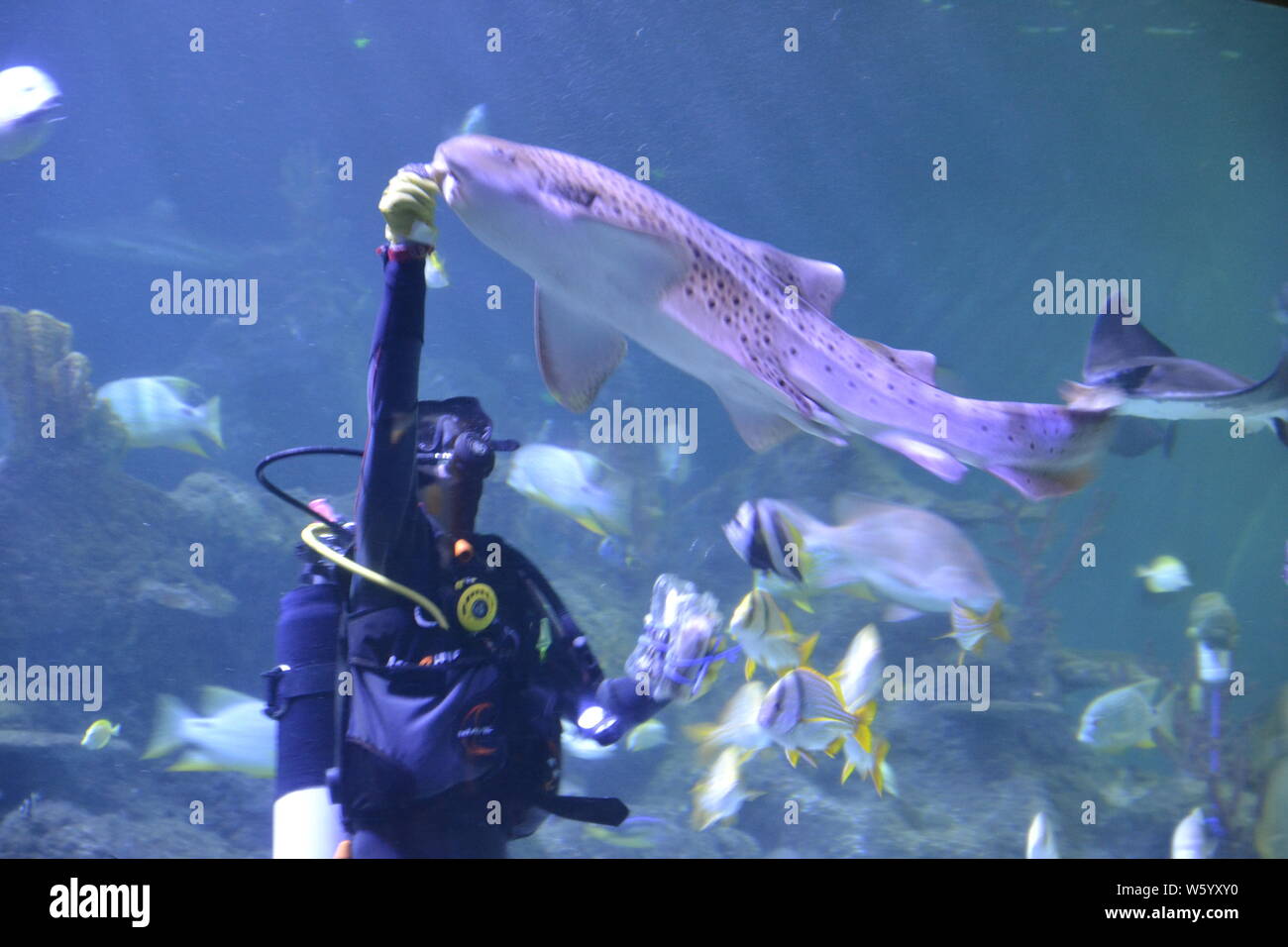 Stagione estiva a Skegness Acquario, Skegness, Lincolnshire, Regno Unito. Pesce cane e i sommozzatori alimentando il pesce in il principale serbatoio di pesce. Foto Stock