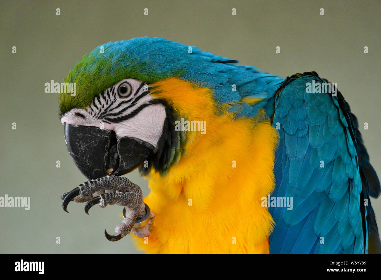 Blu e Giallo macaw pappagallo di mangiare un dado, in Lincolnshire Wildlife Park, Friskney, Boston, Lincolnshire, Regno Unito Foto Stock