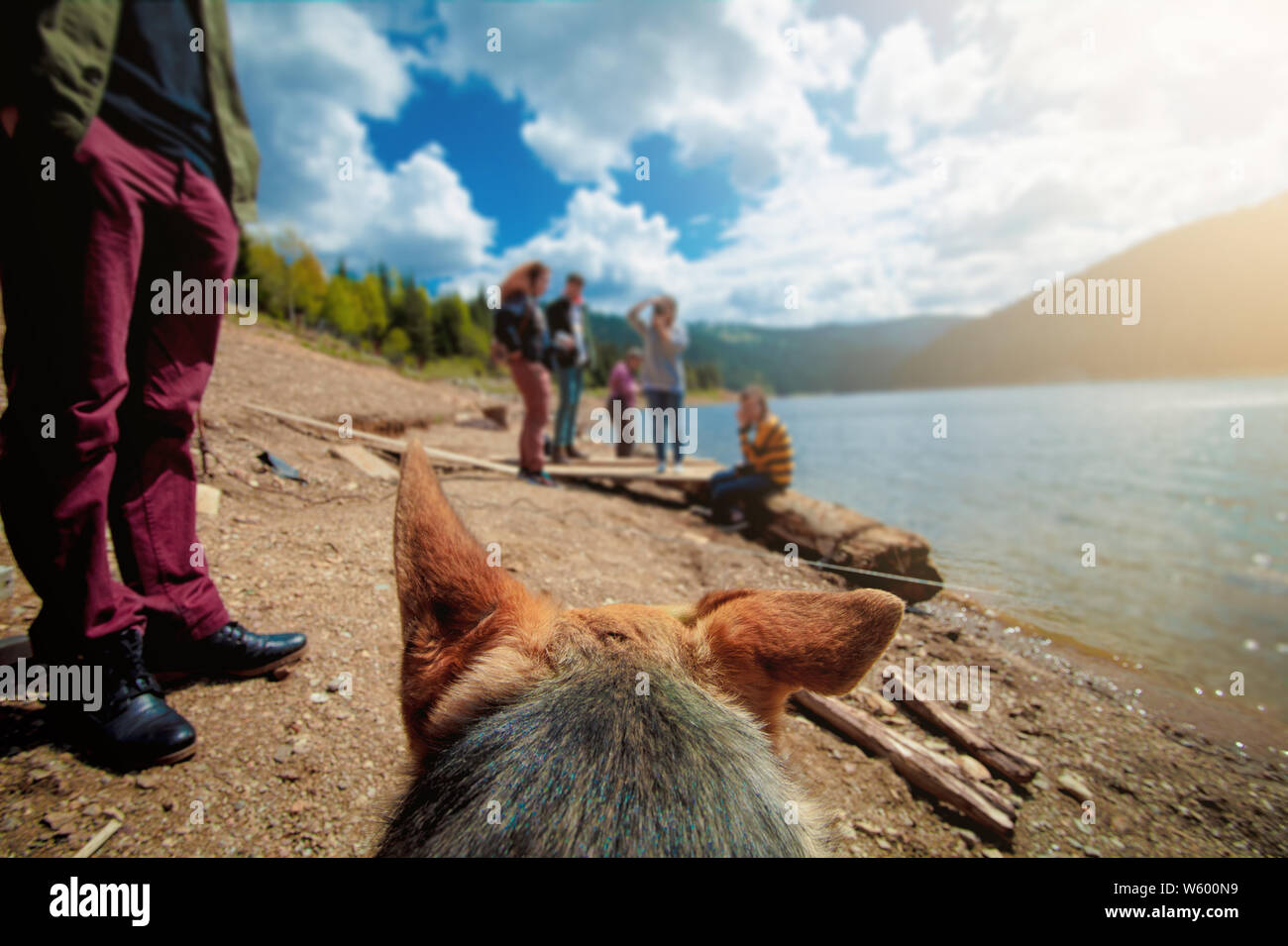 Cane ricevendo attenzione da parte di un gruppo di persone, POV shot Foto Stock