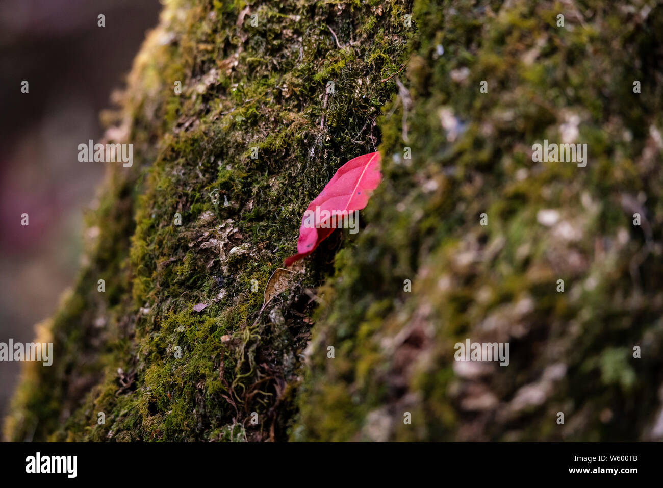 Una partenza rossa sul muschio verde nel parco nazionale Foto Stock