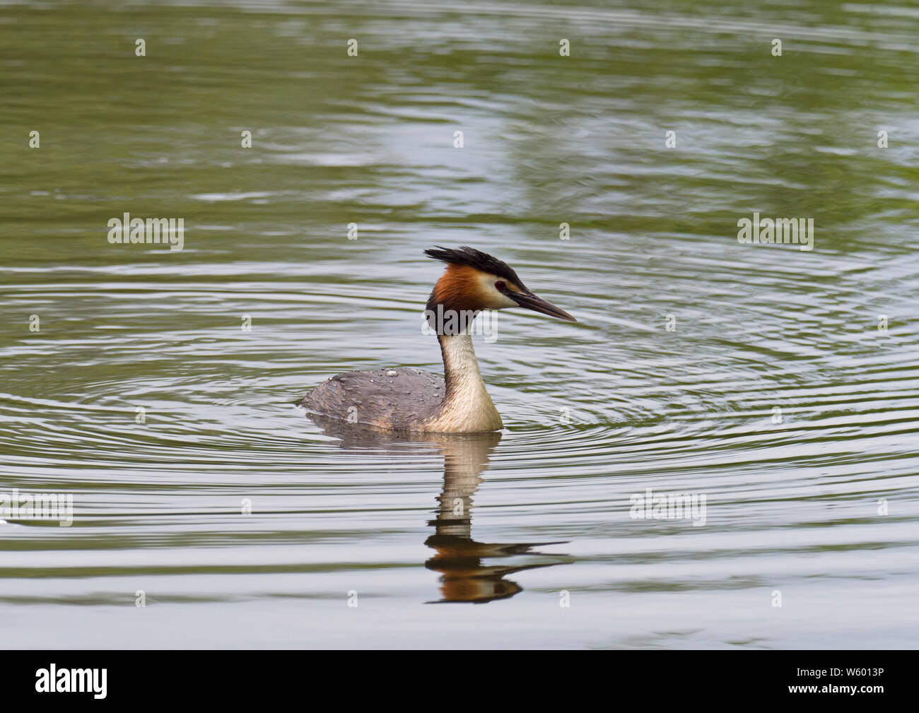 Svasso, cormorano, Podiceps cristatus, unica piscina per adulti, Lea Valley, Essex, Regno Unito Foto Stock