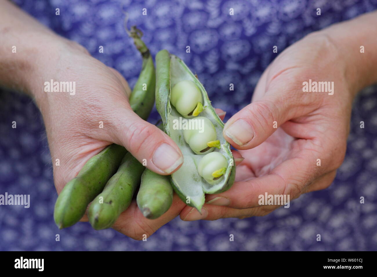 Vicia faba " Sutton' fave sgusciate essendo da giardiniere femmina. Modulo Gas Anestetici Foto Stock