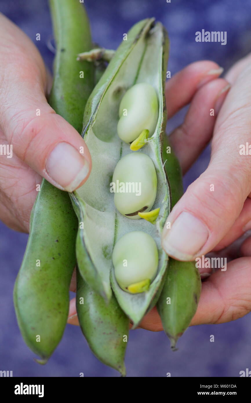 Vicia faba " Sutton' fave sgusciate essendo da giardiniere femmina. Modulo Gas Anestetici Foto Stock