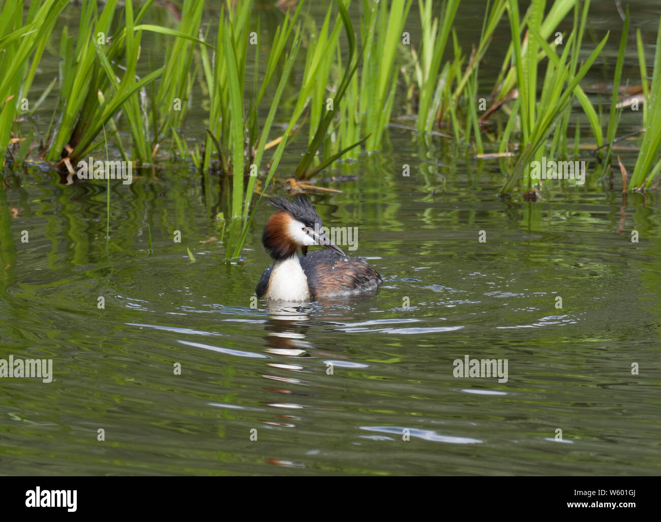 Svasso, cormorano, Podiceps cristatus, unica piscina per adulti, Lea Valley, Essex, Regno Unito Foto Stock