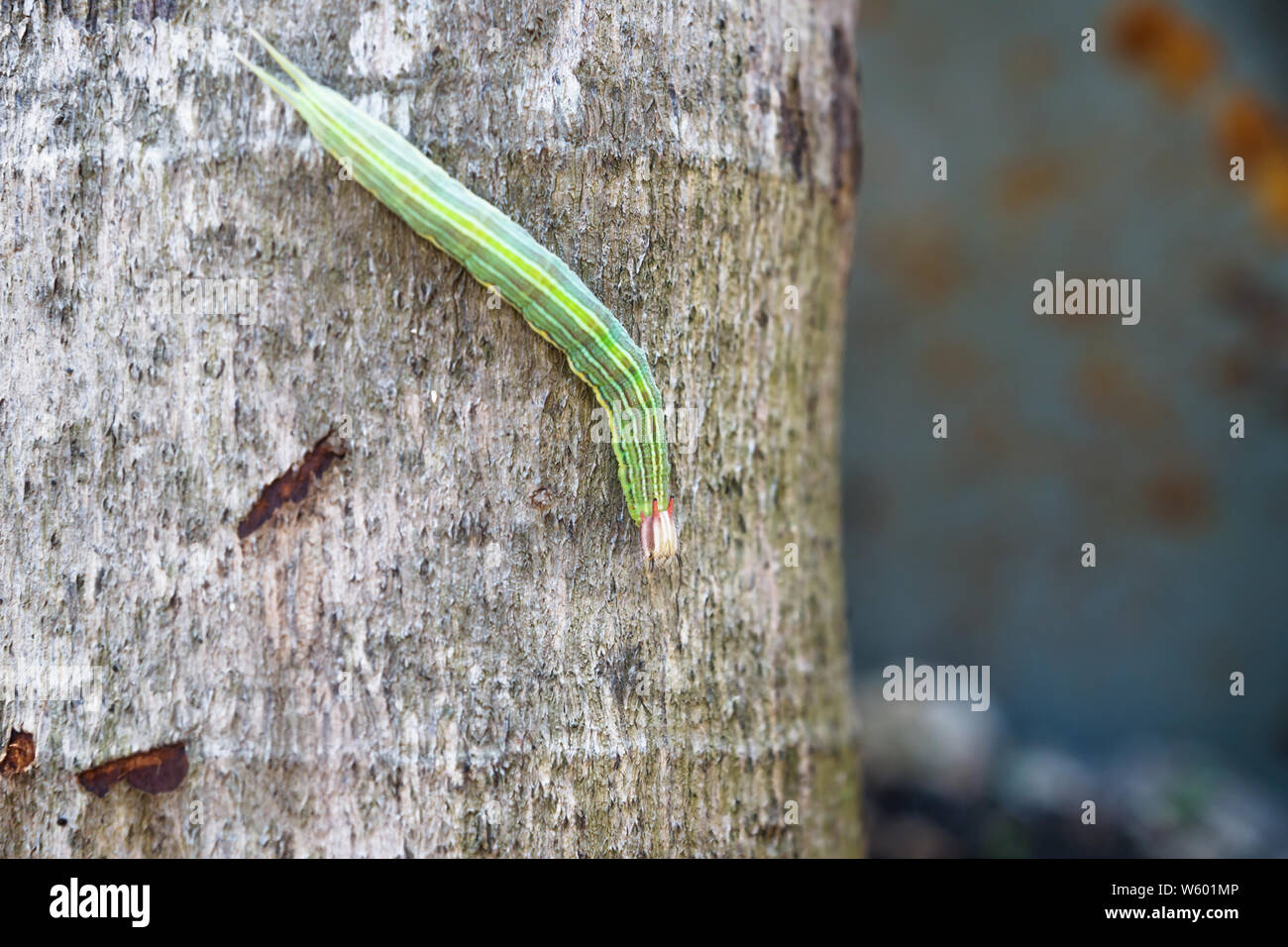 Caterpillar verde con strisce gialle e corna rossa su un albero di palma, El Remate, Peten, Guatemala Foto Stock
