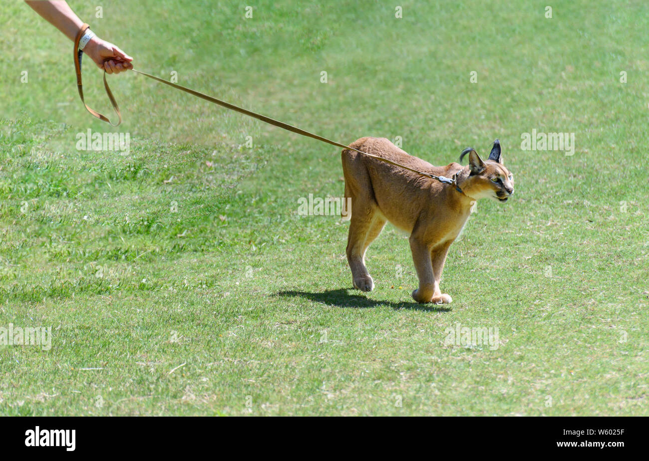 Animali esotici, (caracal Caracal caracal) su un guinzaglio,. Il caracal è di medie dimensioni con il gatto selvatico nativa per l'Africa, il Medio Oriente e in Asia centrale, e l'India. Foto Stock