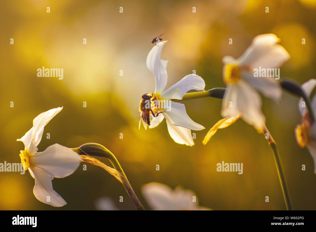 Bee e volare guardando ogni altra seduta su un daffodil Foto Stock