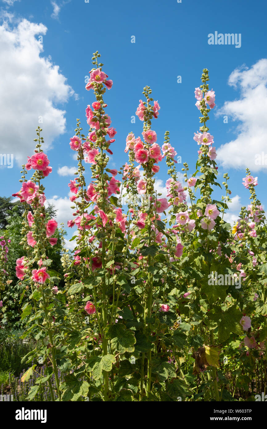Pink hollyhocks, alti fiori perenni in un giardino inglese durante i mesi di luglio o in estate, REGNO UNITO Foto Stock