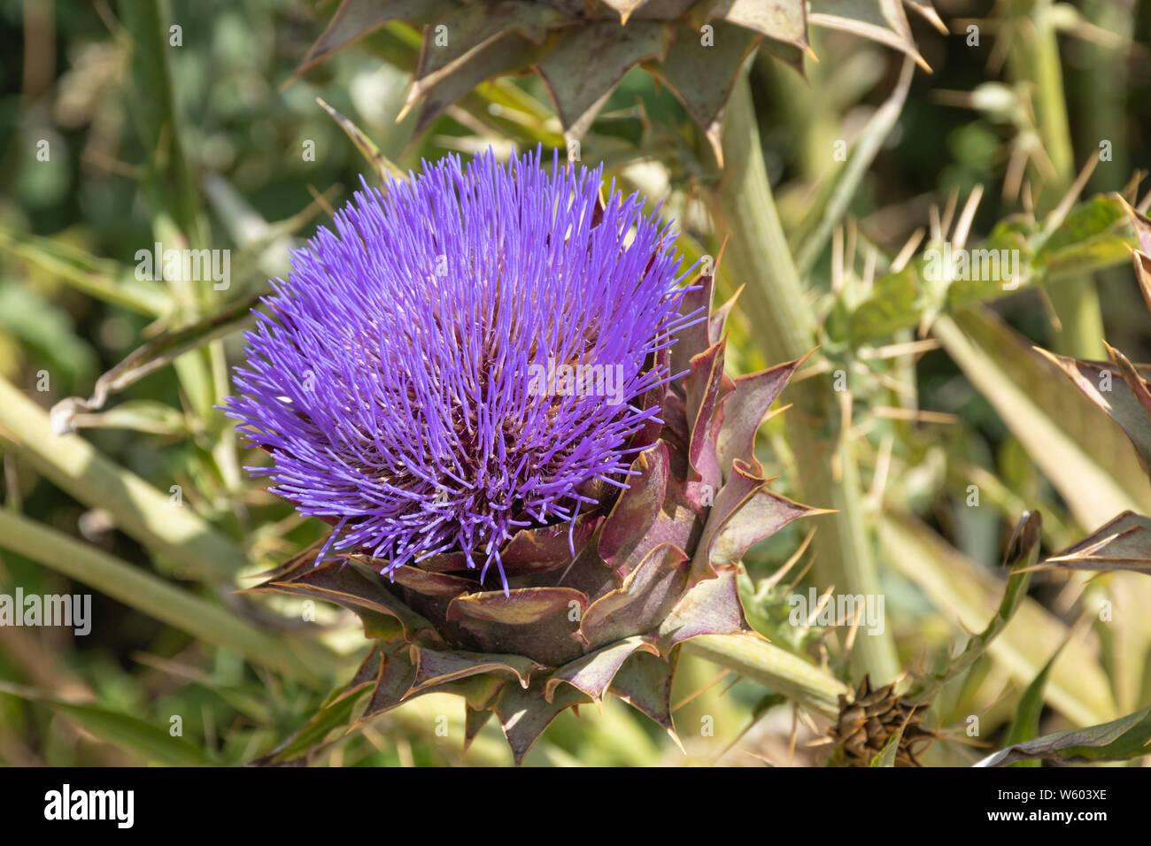 Il cardo (Cynara cardunculus) chiamato anche il carciofo thistle o carciofi, close-up di un imporpori fiore testa, REGNO UNITO Foto Stock