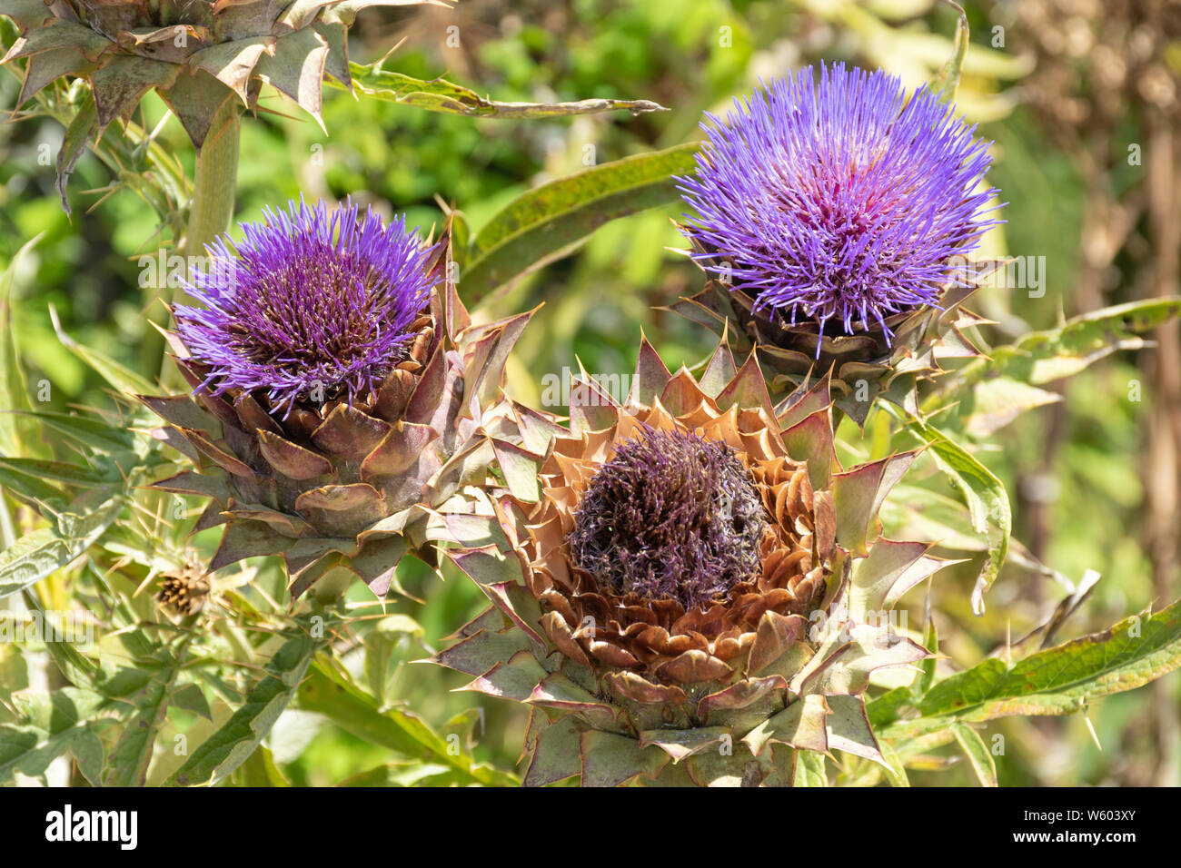 Il cardo (Cynara cardunculus) chiamato anche il carciofo thistle o carciofi, close-up della viola le teste dei fiori, REGNO UNITO Foto Stock