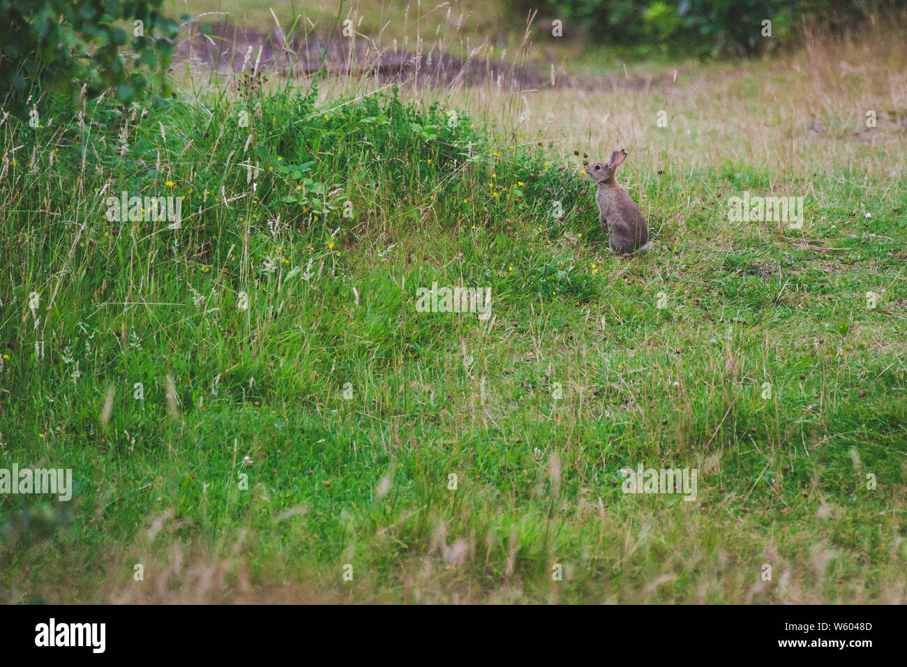 Un coniglio seduto sulle zampe posteriori cercando su erba alta Foto Stock