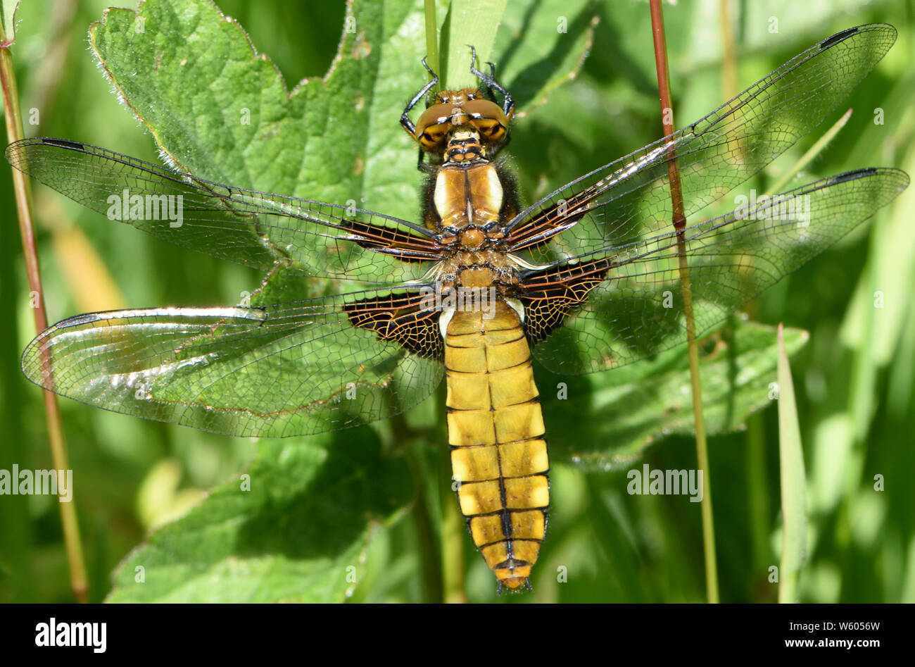 Una femmina di ampia corposo Chaser (Libellula depressa) dragonfly. Bedgebury Forest, Hawkhurst. Kent. Regno Unito. Foto Stock