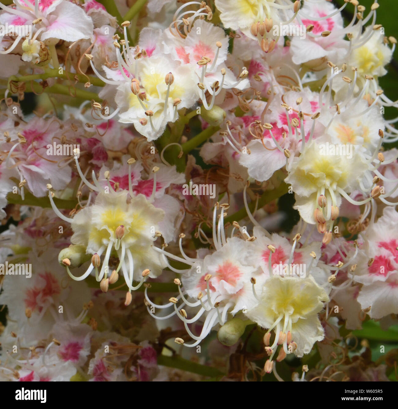 Una varietà coltivata di ippocastano (Aesculus hippocastanum) con grandi fiori decorativi rosa e giallo. Wimpole, Cambridgeshire, Regno Unito Foto Stock