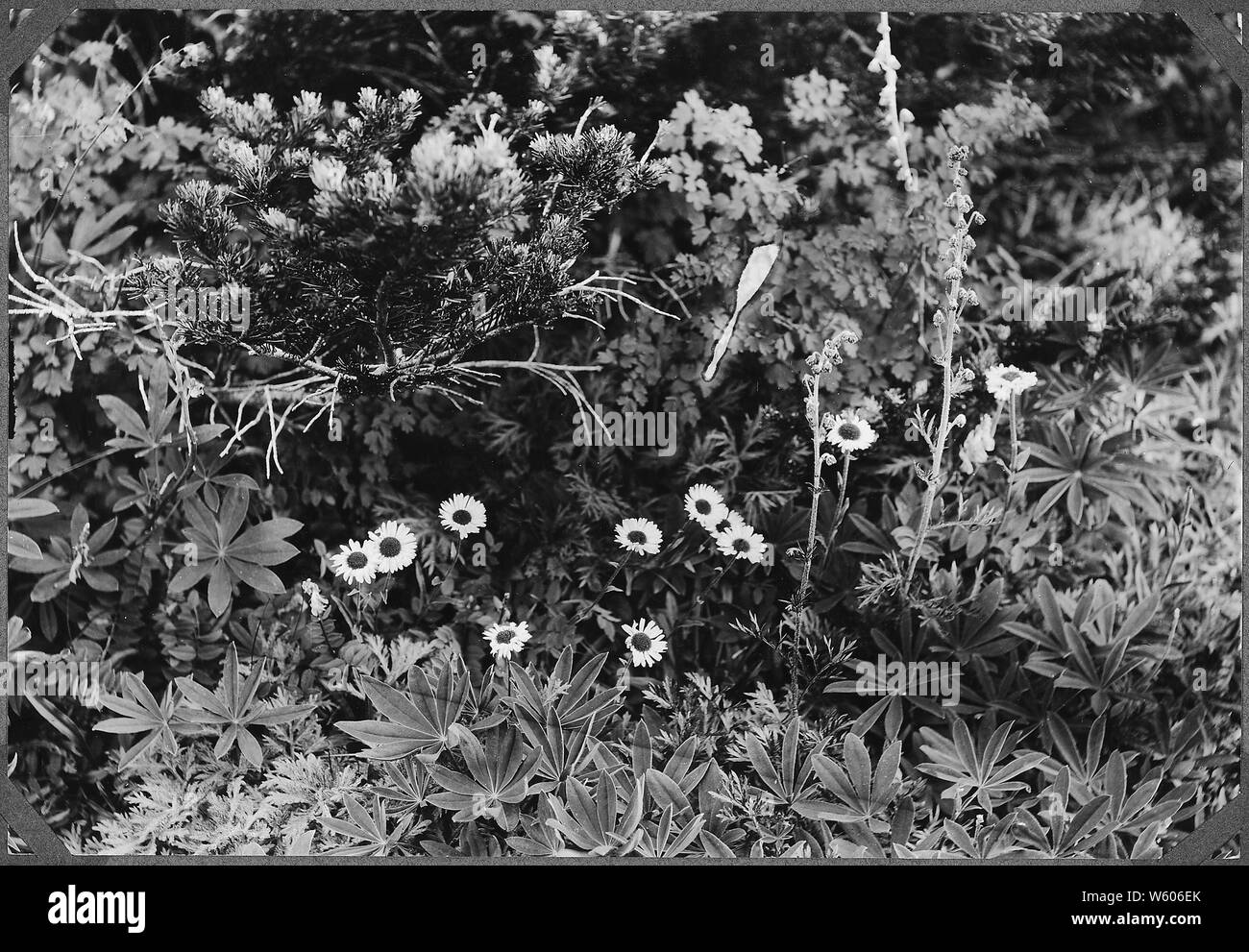 (Erigeran Saluginosus); Note Generali: fiori rosa e blu mount angeles, Olympic National Forest. Foto Stock