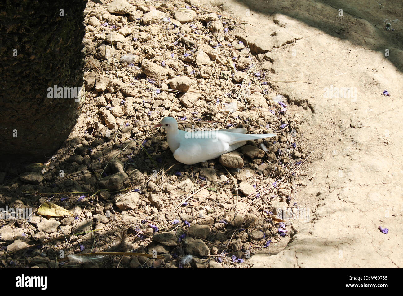 Seduta di piccione in ombra di alberi nel caldo del sole la fauna selvatica animali Fotografia Foto Stock