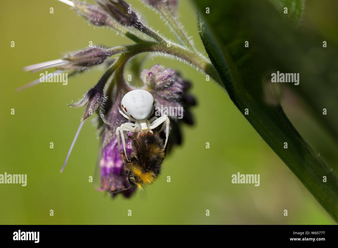 Una femmina bianco oro ragno granchio (Misumena vatia) nascosti tra le teste dei fiori di una matura Comfrey (Symphytum officinale) pounces sulla sua preda. Foto Stock